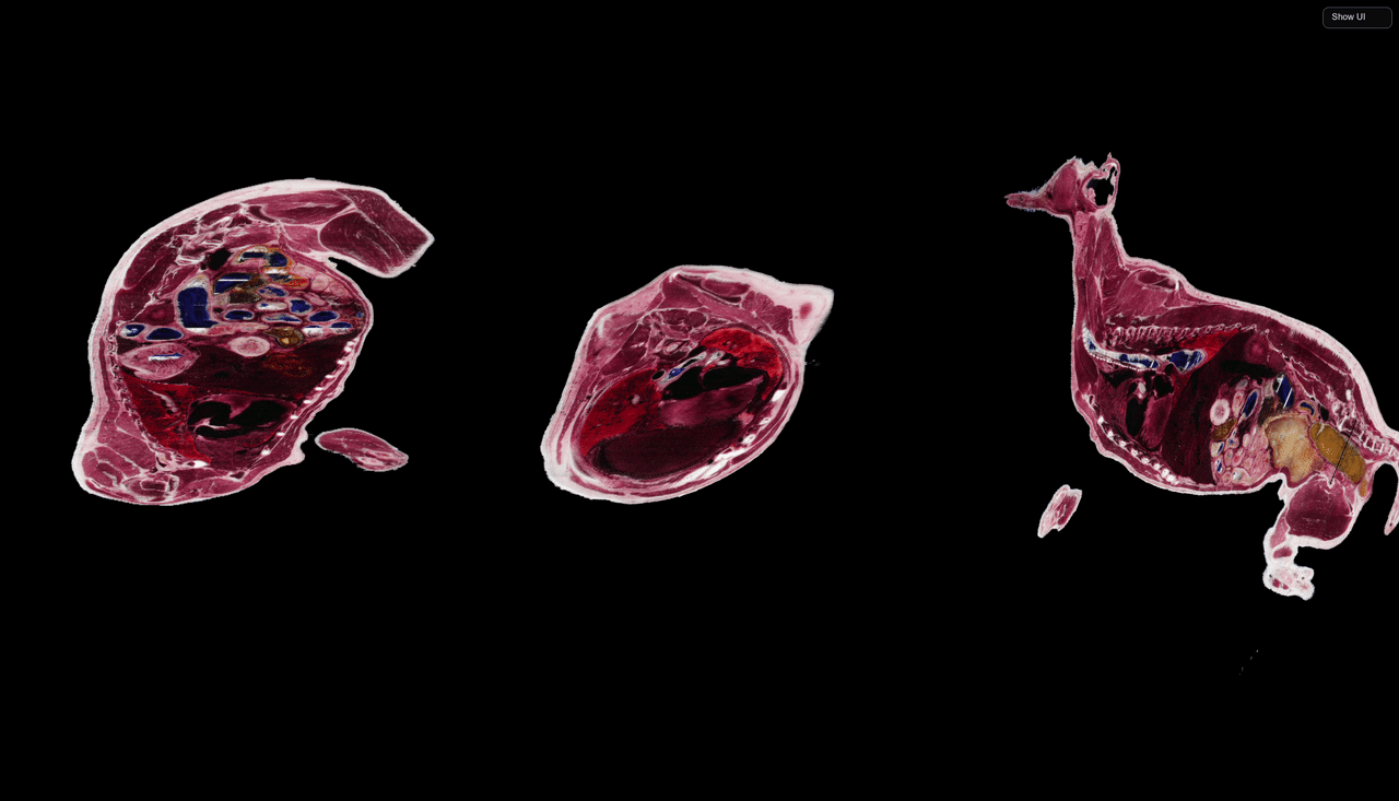 Human Visualization App Axis Slices